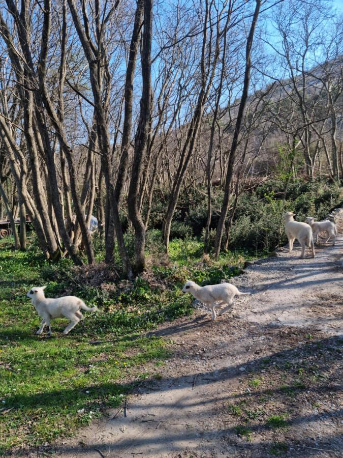 Wolf & Sheep Nature & Adventure Подгорица Екстериор снимка